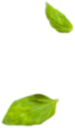 Fruits